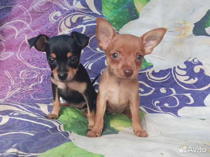 Той-терьер щенки