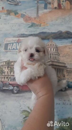 Мальтипу мини