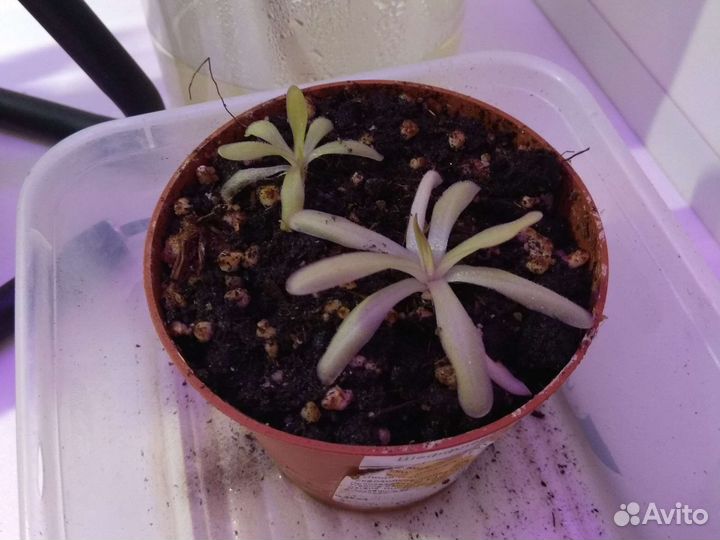 Жирянка. Милый хищник