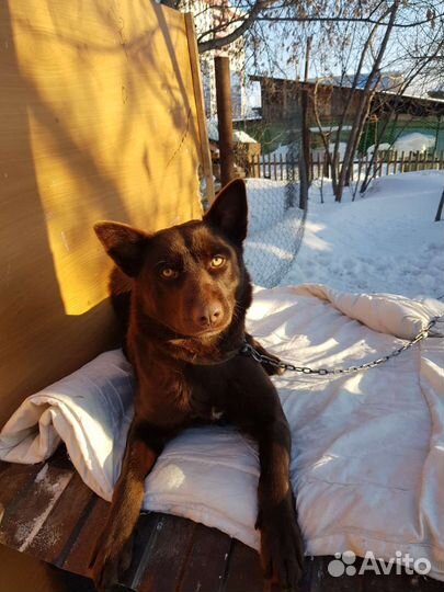 Шоколадка в добрые руки