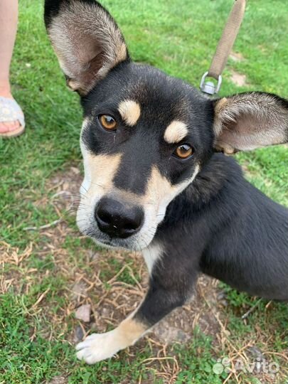 Собака, мальчик