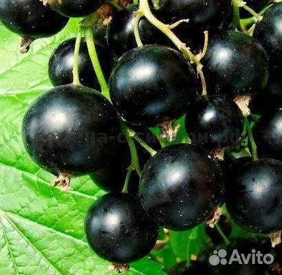 Продам крыжовник, черную смородину, вишню