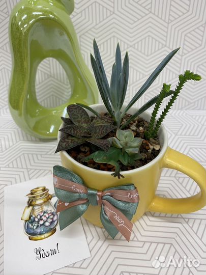 Суккуленты композиция