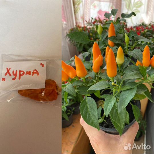 Семена острого перца