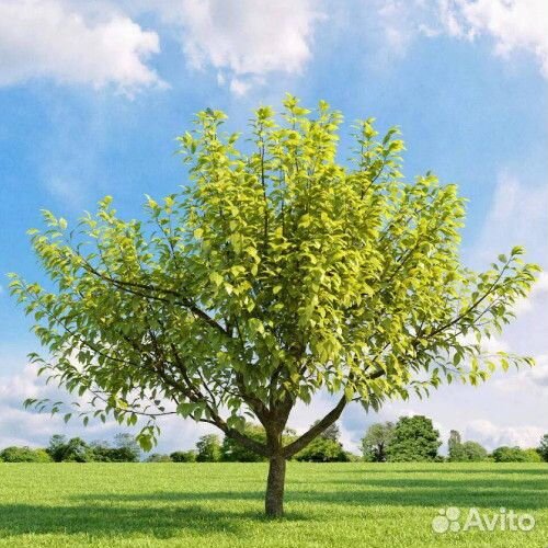 Семена черёмухи