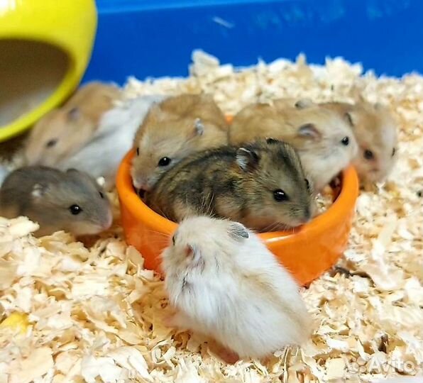 Джунгарский хомяк