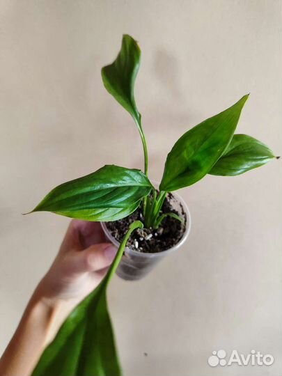 Спатифилум Женское счастье