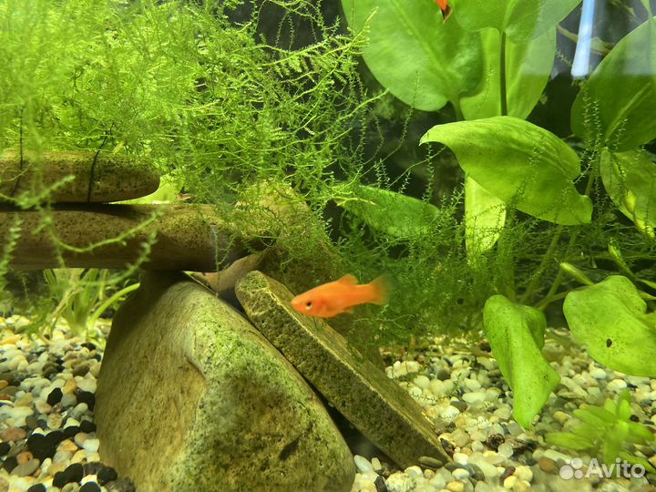 Мальки меченосца