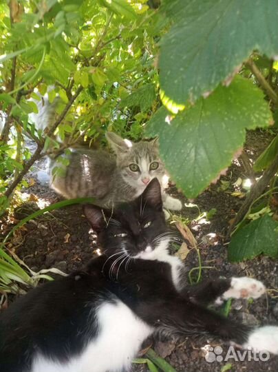 Продаю котят