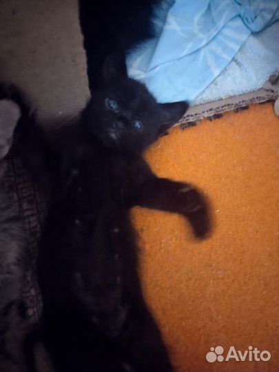 Котята хотят домой