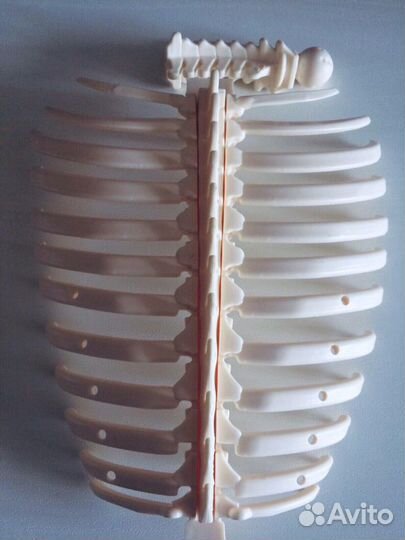 Коллекция Тело человека с детского журнала