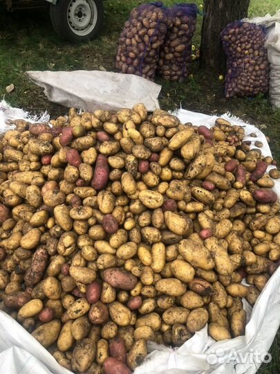 Картофель деревенский урожай 2023г