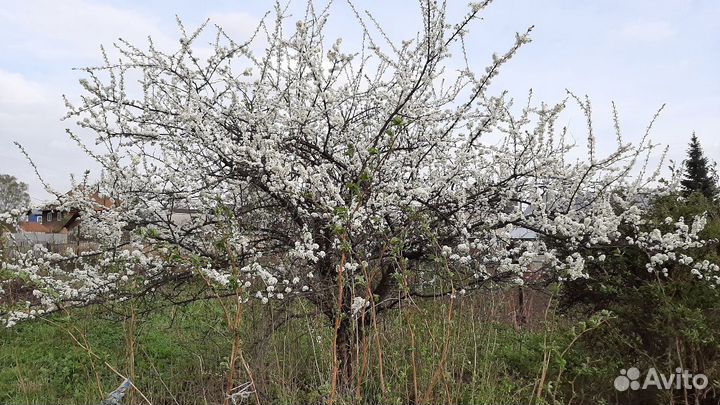 Саженцы сливы жёлтой Сибирской