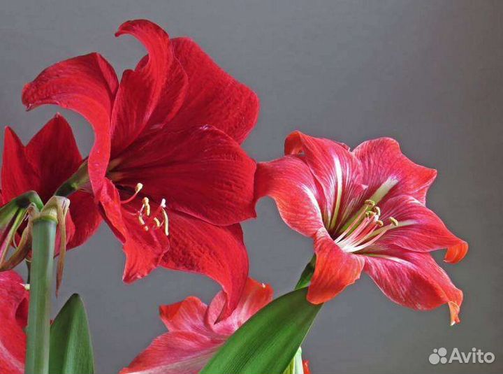 Амариллис (Гиппеаструм)
