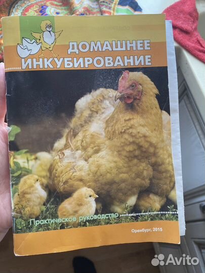 Инкубатор для яиц бу