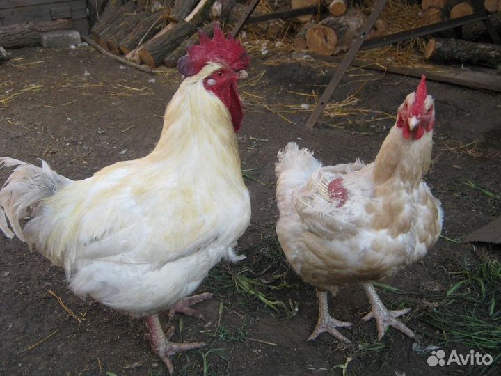 Куры несушки