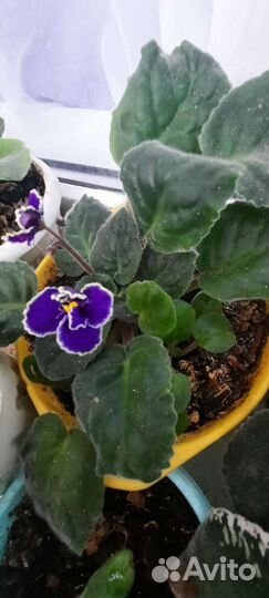 Фиалка в горшках,детки укорененные