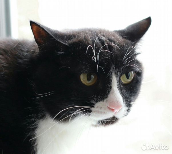 Коты бесплатно