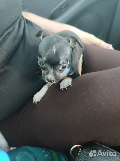 Собаки чихуахуа щенок девочка