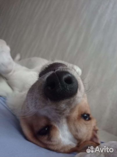 Собака для вязки