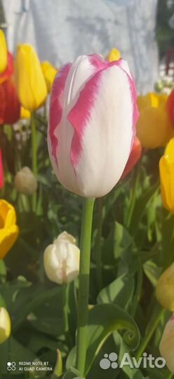 Луковицы тюльпанов