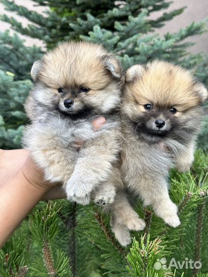 Щенки померанского шпица