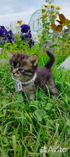 Котята в добрые руки бесплатно