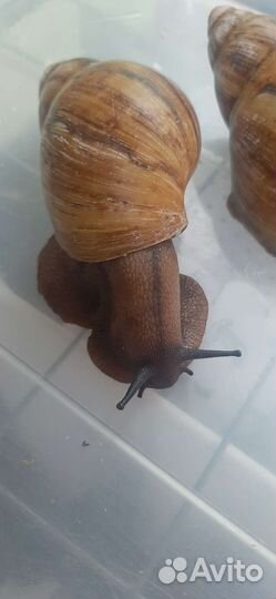 Улитки архахатины