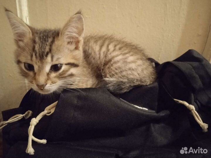 Котёнок полосатый