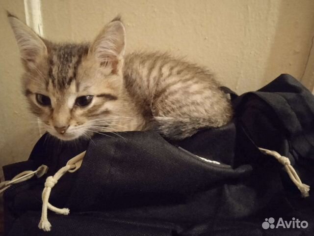 Котёнок полосатый