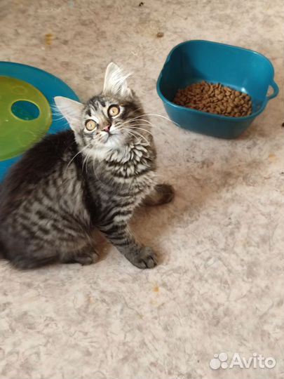 Передержка кошек)