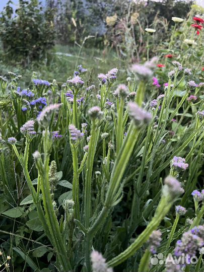 Статица сухоцвет