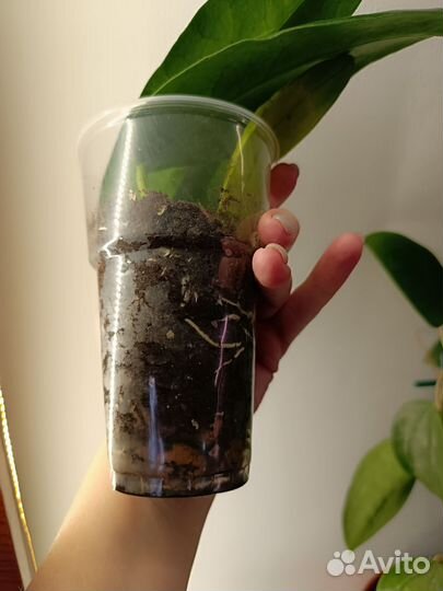 Хойи Арчболдиана,Финлайсони