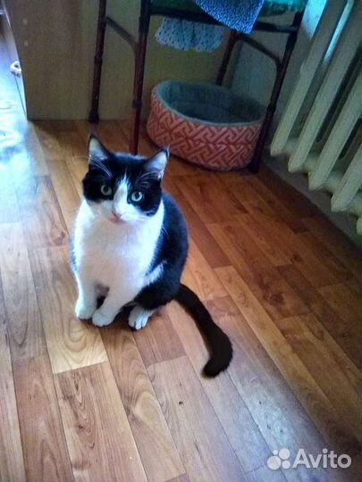 Кошки в добрые руки бесплатно