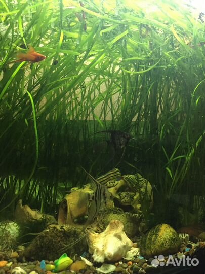 Растения аквариумные