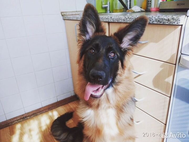 Дрессировка и коррекция поведения собаки