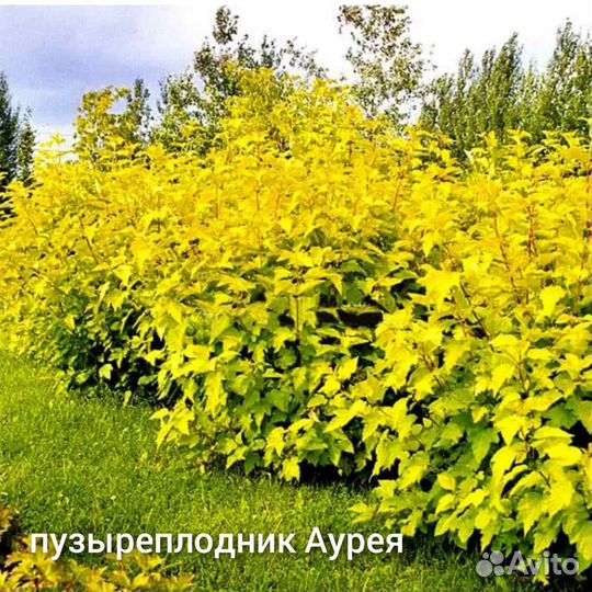 Многолетние садовые растения