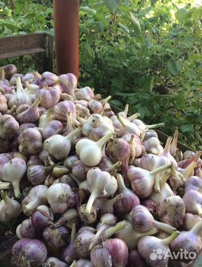 Зимний чеснок