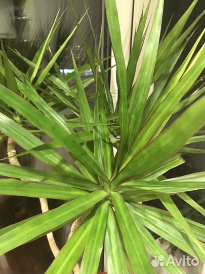 Юкка, драцена, денежное дерево, алоэ, декабрист цв