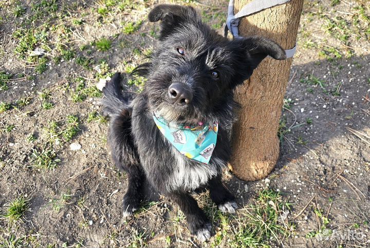 Четвероногий друг