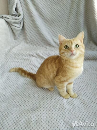 Веселый рыжик в добрые руки