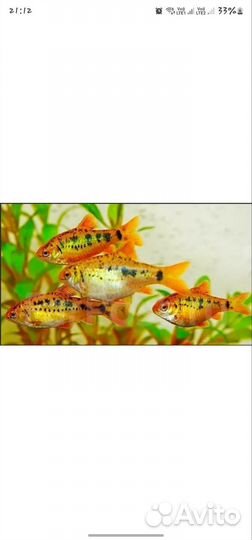 Барбус шумберта