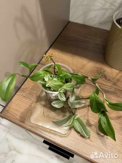 Комнатные цветы