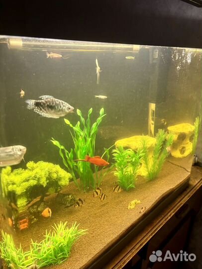 Аквариум