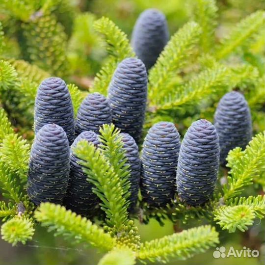 Пихта корейская