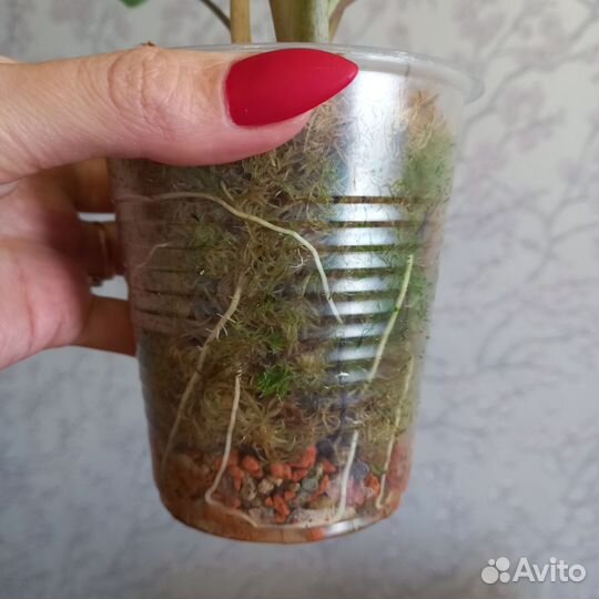 Алоказия хило бьюти