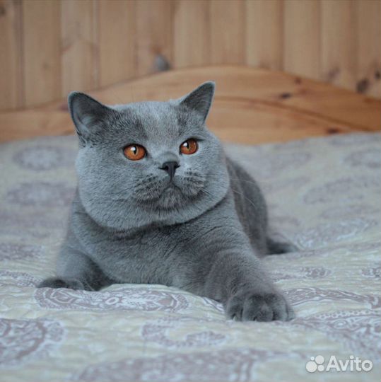 Шикарные британцы классика