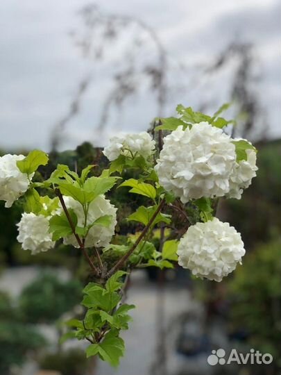 Декоративные кустарники