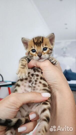 Бенгальские котята с документами