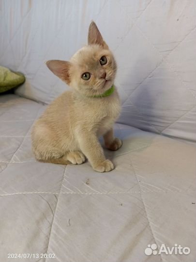 Котята европейской бурмы